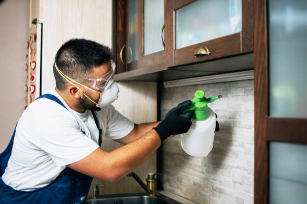 Best Wasp Removal Services  in Justin, TX